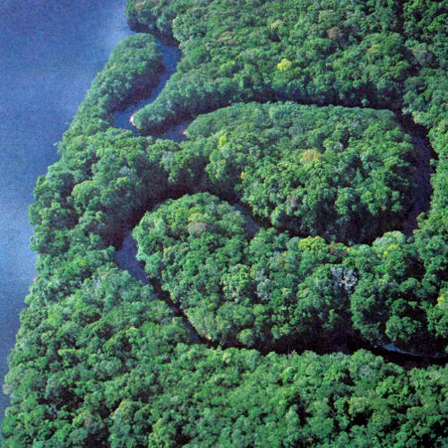 Изрезанный водой участок дождевого леса в бассейне Амазонки на первый взгляд кажется однородным, но на самом деле, как и весь лес в целом, включает большое количество растущих вперемежку видов деревьев. Во влажном, теплом лесу Амазонии на единице площади (равно как и в суммарном выражении) обитает больше видов растений и животных, чем в любом другом регионе земного шара. Одно время существовала теория, что это многообразие видов объясняется постоянством климата, но, как показано недавно, в действительности бассейн Амазонки все время страдал от таких ««возмущений»»,как ливневые потоки и затопления. В противоположность оледенениям, приводившим к массовым вымираниям на континентах, такие умеренные возмущения препятствуют вымираниям видов. Уничтожая часть представителей доминантных видов, они дают возможность укрепиться слабым видам