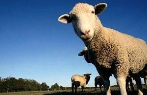 Разведение баранов на мясо
