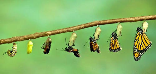 Метаморфоз бабочки